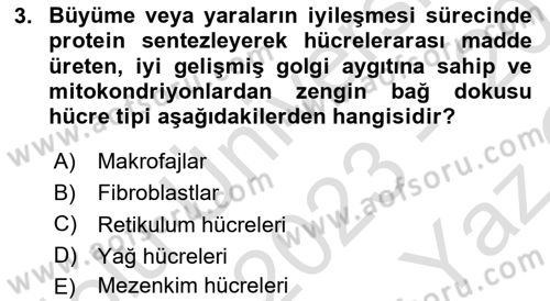 Temel Veteriner Histoloji ve Embriyoloji Dersi 2023 - 2024 Yılı Yaz Okulu Sınav Soruları 3. Soru