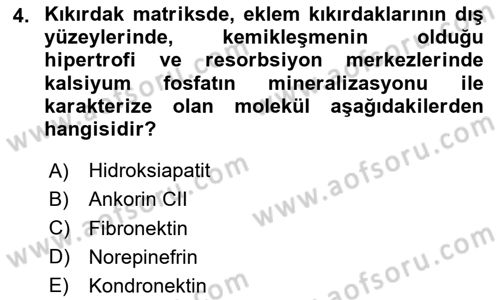 Temel Veteriner Histoloji ve Embriyoloji Dersi 2023 - 2024 Yılı Yaz Okulu Sınav Soruları 4. Soru