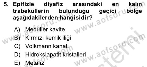Temel Veteriner Histoloji ve Embriyoloji Dersi 2023 - 2024 Yılı Yaz Okulu Sınav Soruları 5. Soru