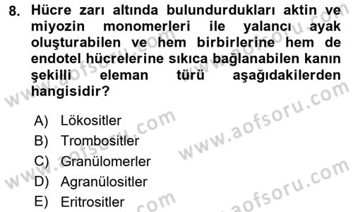 Temel Veteriner Histoloji ve Embriyoloji Dersi 2023 - 2024 Yılı Yaz Okulu Sınav Soruları 8. Soru