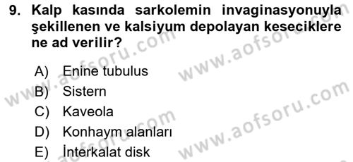 Temel Veteriner Histoloji ve Embriyoloji Dersi 2023 - 2024 Yılı Yaz Okulu Sınav Soruları 9. Soru