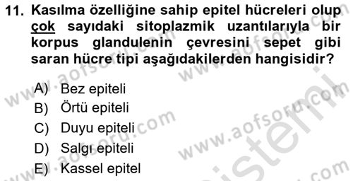 Temel Veteriner Histoloji ve Embriyoloji Dersi 2024 - 2025 Yılı (Vize) Ara Sınav Soruları 11. Soru