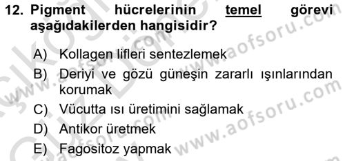 Temel Veteriner Histoloji ve Embriyoloji Dersi 2024 - 2025 Yılı (Vize) Ara Sınav Soruları 12. Soru