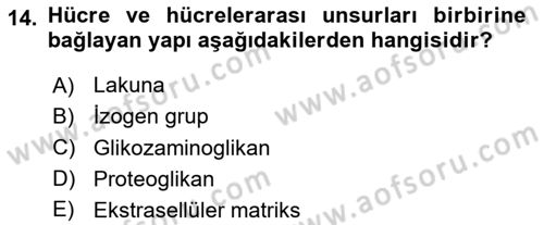 Temel Veteriner Histoloji ve Embriyoloji Dersi Ara Sınavı Deneme Sınav Soruları 14. Soru