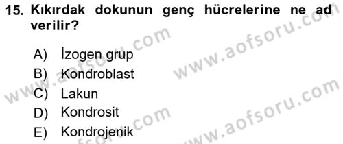 Temel Veteriner Histoloji ve Embriyoloji Dersi Ara Sınavı Deneme Sınav Soruları 15. Soru