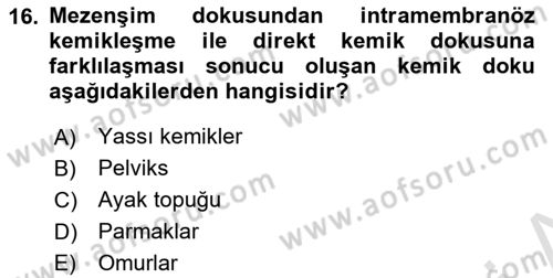 Temel Veteriner Histoloji ve Embriyoloji Dersi Ara Sınavı Deneme Sınav Soruları 16. Soru