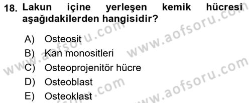 Temel Veteriner Histoloji ve Embriyoloji Dersi 2024 - 2025 Yılı (Vize) Ara Sınav Soruları 18. Soru