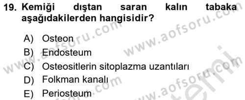 Temel Veteriner Histoloji ve Embriyoloji Dersi Ara Sınavı Deneme Sınav Soruları 19. Soru