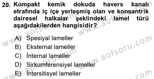 Temel Veteriner Histoloji ve Embriyoloji Dersi 2024 - 2025 Yılı (Vize) Ara Sınav Soruları 20. Soru