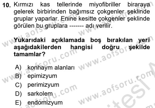 Temel Veteriner Histoloji ve Embriyoloji Dersi 2024 - 2025 Yılı (Final) Dönem Sonu Sınav Soruları 10. Soru