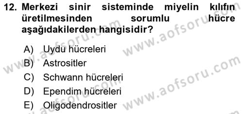 Temel Veteriner Histoloji ve Embriyoloji Dersi 2024 - 2025 Yılı (Final) Dönem Sonu Sınav Soruları 12. Soru