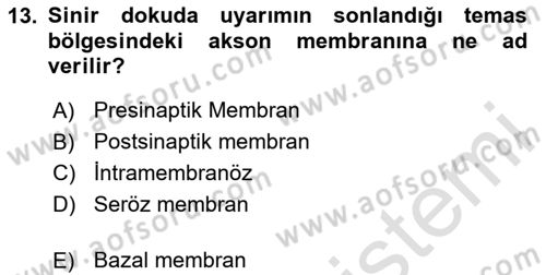 Temel Veteriner Histoloji ve Embriyoloji Dersi 2024 - 2025 Yılı (Final) Dönem Sonu Sınav Soruları 13. Soru