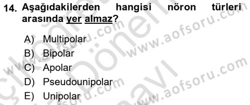 Temel Veteriner Histoloji ve Embriyoloji Dersi 2024 - 2025 Yılı (Final) Dönem Sonu Sınav Soruları 14. Soru