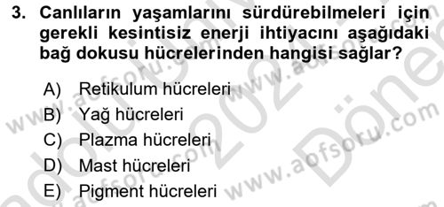 Temel Veteriner Histoloji ve Embriyoloji Dersi 2024 - 2025 Yılı (Final) Dönem Sonu Sınav Soruları 3. Soru