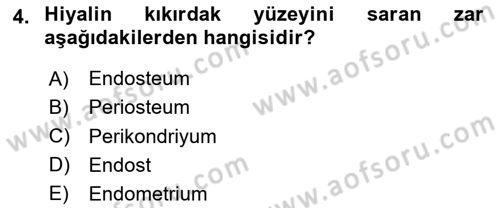 Temel Veteriner Histoloji ve Embriyoloji Dersi 2024 - 2025 Yılı (Final) Dönem Sonu Sınav Soruları 4. Soru