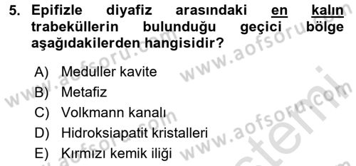 Temel Veteriner Histoloji ve Embriyoloji Dersi 2024 - 2025 Yılı (Final) Dönem Sonu Sınav Soruları 5. Soru