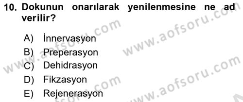 Temel Veteriner Histoloji ve Embriyoloji Dersi 2025 - 2026 Yılı (Vize) Ara Sınav Soruları 10. Soru