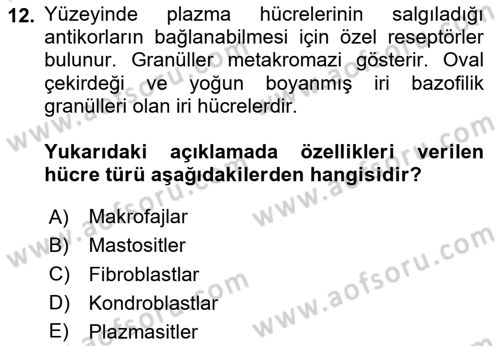 Temel Veteriner Histoloji ve Embriyoloji Dersi 2025 - 2026 Yılı (Vize) Ara Sınav Soruları 12. Soru