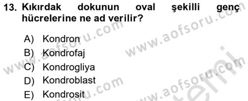 Temel Veteriner Histoloji ve Embriyoloji Dersi 2025 - 2026 Yılı (Vize) Ara Sınav Soruları 13. Soru