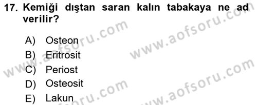 Temel Veteriner Histoloji ve Embriyoloji Dersi 2025 - 2026 Yılı (Vize) Ara Sınav Soruları 17. Soru