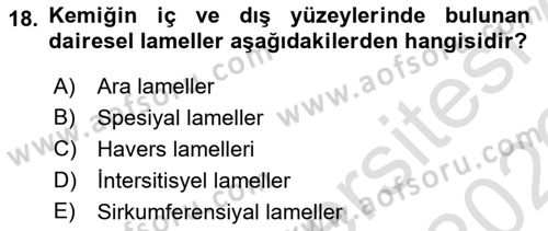 Temel Veteriner Histoloji ve Embriyoloji Dersi 2025 - 2026 Yılı (Vize) Ara Sınav Soruları 18. Soru