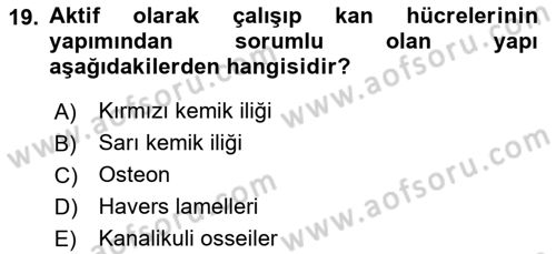 Temel Veteriner Histoloji ve Embriyoloji Dersi 2025 - 2026 Yılı (Vize) Ara Sınav Soruları 19. Soru