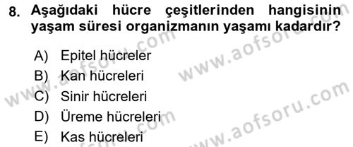 Temel Veteriner Histoloji ve Embriyoloji Dersi 2025 - 2026 Yılı (Vize) Ara Sınav Soruları 8. Soru
