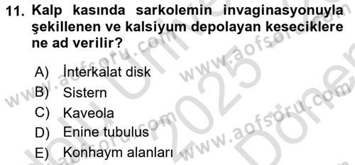 Temel Veteriner Histoloji ve Embriyoloji Dersi 2025 - 2026 Yılı (Final) Dönem Sonu Sınav Soruları 11. Soru