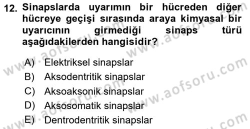Temel Veteriner Histoloji ve Embriyoloji Dersi 2025 - 2026 Yılı (Final) Dönem Sonu Sınav Soruları 12. Soru