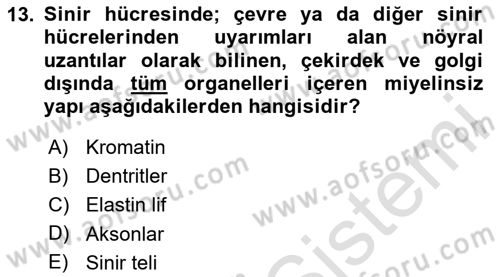 Temel Veteriner Histoloji ve Embriyoloji Dersi 2025 - 2026 Yılı (Final) Dönem Sonu Sınav Soruları 13. Soru