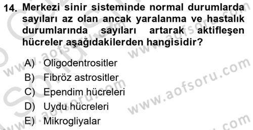 Temel Veteriner Histoloji ve Embriyoloji Dersi 2025 - 2026 Yılı (Final) Dönem Sonu Sınav Soruları 14. Soru