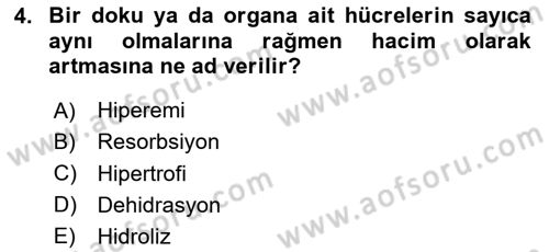 Temel Veteriner Histoloji ve Embriyoloji Dersi 2025 - 2026 Yılı (Final) Dönem Sonu Sınav Soruları 4. Soru