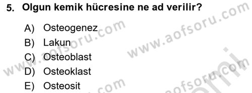 Temel Veteriner Histoloji ve Embriyoloji Dersi 2025 - 2026 Yılı (Final) Dönem Sonu Sınav Soruları 5. Soru
