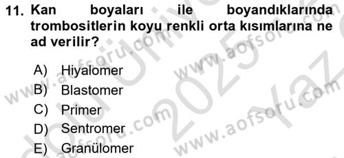 Temel Veteriner Histoloji ve Embriyoloji Dersi 2025 - 2026 Yılı Yaz Okulu Sınav Soruları 11. Soru