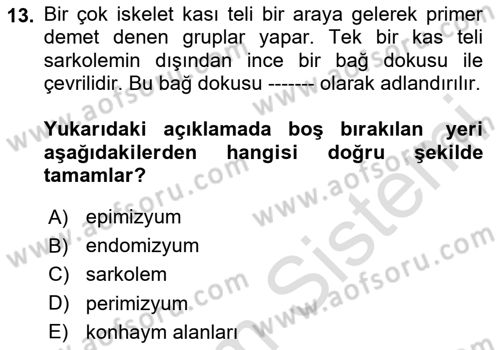 Temel Veteriner Histoloji ve Embriyoloji Dersi 2025 - 2026 Yılı Yaz Okulu Sınav Soruları 13. Soru