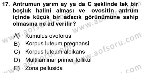 Temel Veteriner Histoloji ve Embriyoloji Dersi 2025 - 2026 Yılı Yaz Okulu Sınav Soruları 17. Soru