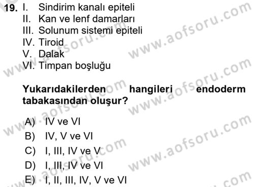Temel Veteriner Histoloji ve Embriyoloji Dersi 2025 - 2026 Yılı Yaz Okulu Sınav Soruları 19. Soru
