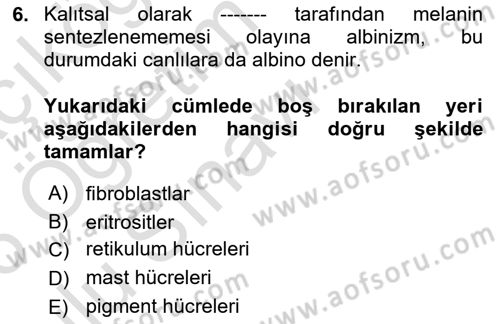 Temel Veteriner Histoloji ve Embriyoloji Dersi 2025 - 2026 Yılı Yaz Okulu Sınav Soruları 6. Soru