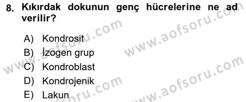 Temel Veteriner Histoloji ve Embriyoloji Dersi 2025 - 2026 Yılı Yaz Okulu Sınav Soruları 8. Soru