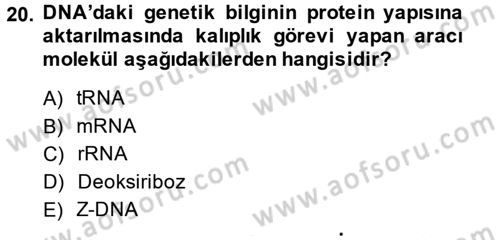 Temel Veteriner Biyokimya Dersi 2014 - 2015 Yılı (Vize) Ara Sınav Soruları 20. Soru
