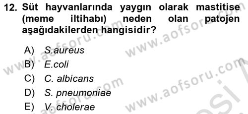 Genel Mikrobiyoloji Dersi 2024 - 2025 Yılı (Vize) Ara Sınav Soruları 12. Soru
