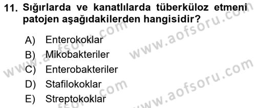 Genel Mikrobiyoloji Dersi 2024 - 2025 Yılı Yaz Okulu Sınav Soruları 11. Soru