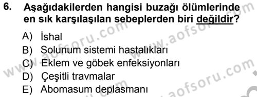 Temel Sürü Sağlığı Yönetimi Dersi Ara Sınavı Deneme Sınav Soruları 6. Soru
