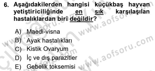 Temel Sürü Sağlığı Yönetimi Dersi 2020 - 2021 Yılı Yaz Okulu Sınav Soruları 6. Soru