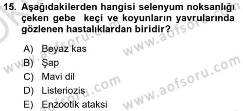 Temel Sürü Sağlığı Yönetimi Dersi 2022 - 2023 Yılı Yaz Okulu Sınav Soruları 15. Soru