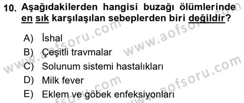 Temel Sürü Sağlığı Yönetimi Dersi 2024 - 2025 Yılı (Vize) Ara Sınavı 10. Soru