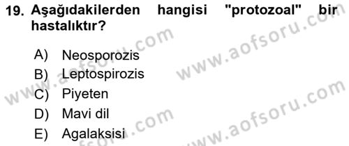 Temel Sürü Sağlığı Yönetimi Dersi 2024 - 2025 Yılı (Final) Dönem Sonu Sınav Soruları 19. Soru