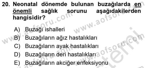 Temel Sürü Sağlığı Yönetimi Dersi 2024 - 2025 Yılı (Final) Dönem Sonu Sınav Soruları 20. Soru
