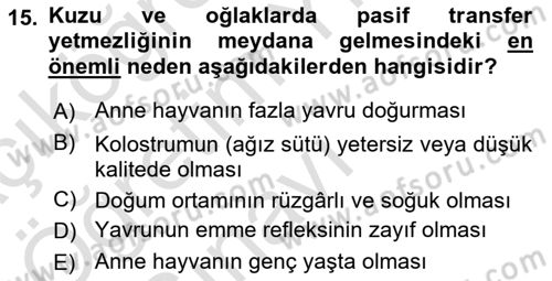 Temel Sürü Sağlığı Yönetimi Dersi 2025 - 2026 Yılı Yaz Okulu Sınav Soruları 15. Soru