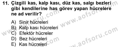 Temel Veteriner Farmakoloji ve Toksikoloji Dersi 2014 - 2015 Yılı (Vize) Ara Sınav Soruları 11. Soru